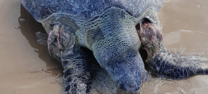 Tartaruga marinha é encontrada morta