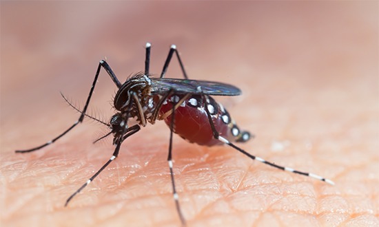 Dengue