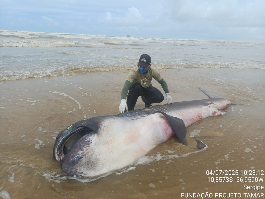 tubarão raro em Barra dos Coqueiros

