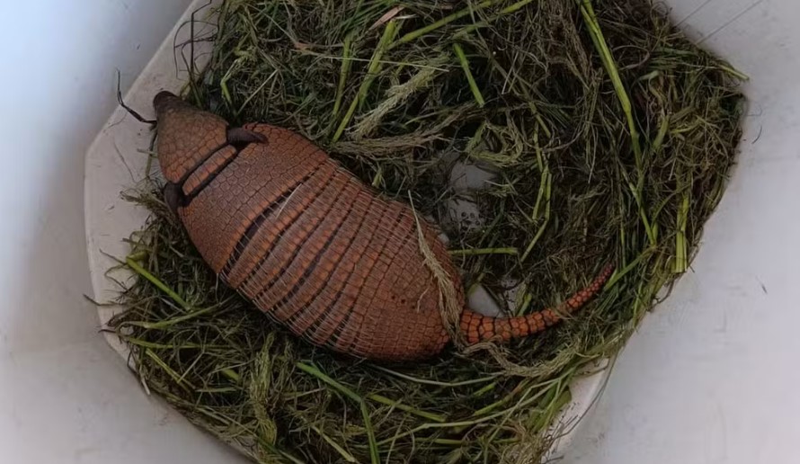 tatu resgatado Aquidabã
