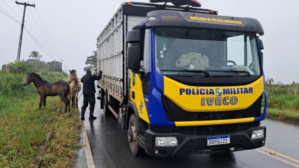 animais soltos em rodovias de Sergipe