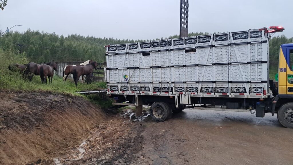 animais soltos em rodovias de Sergipe