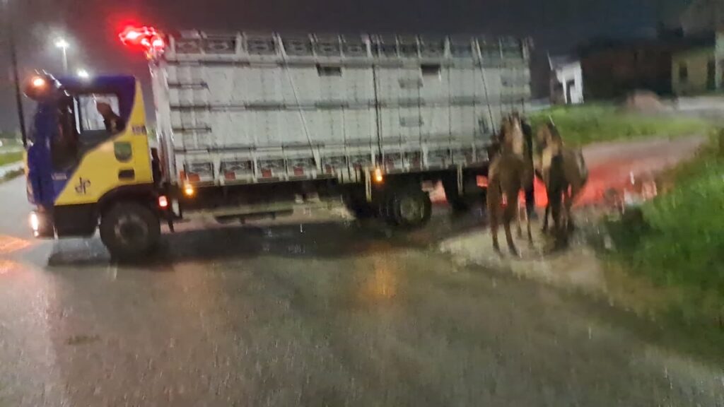 animais soltos em rodovias de Sergipe