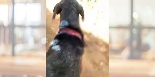 Cachorro ferido facão Lagarto