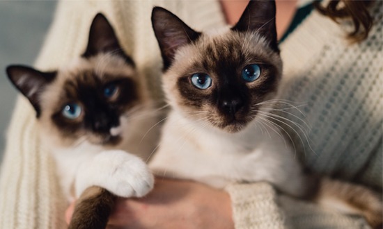 castração de gatos presídio Aracaju